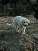 Male, a male Great Pyrenees for sale in Pinon Hills, CA – 2 of 2