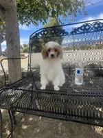 Duke, a male Poodle - Miniature  for sale in Pinon Hills, CA – 2 of 6