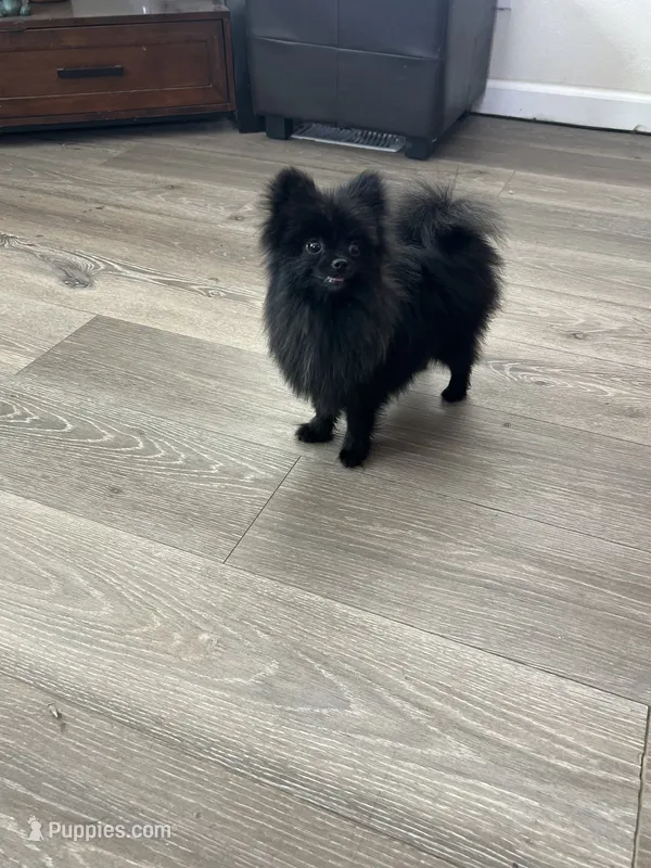 Luna – Pomeranian puppy for sale in Pinon Hills, CA