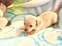 Chiweenie cream boy, a male Chihuahua and Miniature Dachshund for sale in Atascocita, TX – 5 of 7
