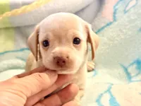 Chiweenie cream boy, a male Chihuahua and Miniature Dachshund for sale in Atascocita, TX – 1 of 7