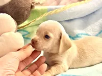 Chiweenie cream boy, a male Chihuahua and Miniature Dachshund for sale in Atascocita, TX – 4 of 7