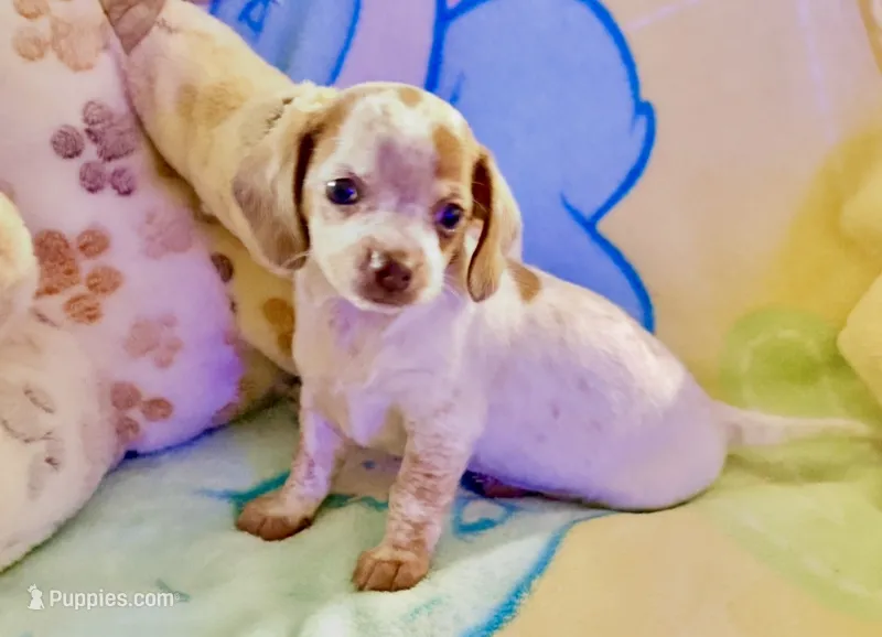 Friendly boy – Miniature Dachshund puppy for sale in Atascocita, TX