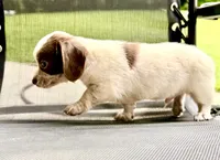 Sweet boy, a male Chihuahua and Miniature Dachshund for sale in Atascocita, TX – 2 of 4