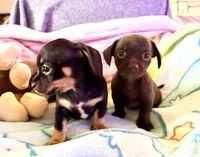 Chiweenie baby boy, a male Chihuahua and Miniature Dachshund for sale in Atascocita, TX – 5 of 6