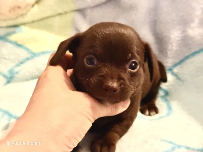 Chiweenie choco boy – Chihuahua, Miniature Dachshund puppy for sale in Atascocita, TX