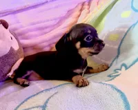 Chiweenie baby girl, a female Chihuahua and Miniature Dachshund for sale in Atascocita, TX – 3 of 6