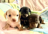 Chiweenie cream boy, a male Chihuahua and Miniature Dachshund for sale in Atascocita, TX – 6 of 7