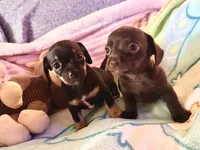 Chiweenie baby girl, a female Chihuahua and Miniature Dachshund for sale in Atascocita, TX – 5 of 6