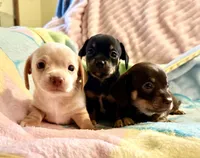 Chiweenie girl, a female Dachshund and Chihuahua for sale in Atascocita, TX – 6 of 7