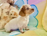Friendly boy, a male Miniature Dachshund for sale in Atascocita, TX – 3 of 5