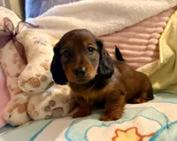 Red longcoat boy, a male Miniature Dachshund for sale in Atascocita, TX – 3 of 4