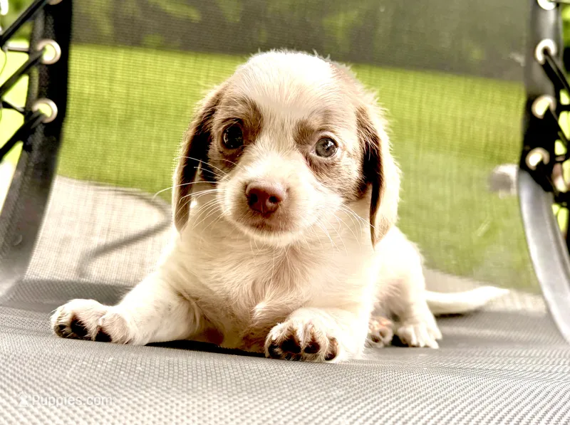 Sweet boy – Chihuahua, Miniature Dachshund puppy for sale in Atascocita, TX