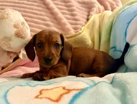 Red smooth coat girl, a female Miniature Dachshund for sale in Atascocita, TX – 2 of 3