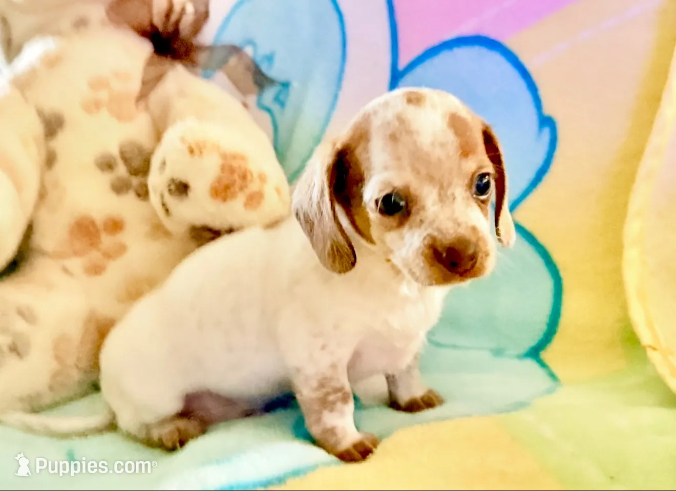 Friendly boy, a male Miniature Dachshund for sale in Atascocita, TX – 2 of 5