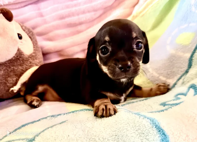 Chiweenie baby girl – Chihuahua, Miniature Dachshund puppy for sale in Atascocita, TX