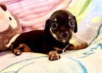 Chiweenie baby girl, a female Chihuahua and Miniature Dachshund for sale in Atascocita, TX – 1 of 6