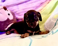 Chiweenie baby girl, a female Chihuahua and Miniature Dachshund for sale in Atascocita, TX – 2 of 6