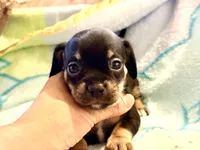 Chiweenie girl, a female Dachshund and Chihuahua for sale in Atascocita, TX – 2 of 7