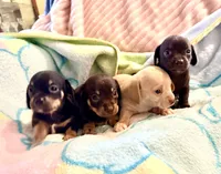 Chiweenie choco boy, a male Chihuahua and Miniature Dachshund for sale in Atascocita, TX – 7 of 7