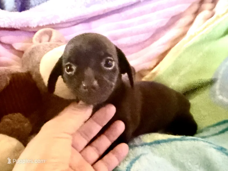 Chiweenie baby boy – Chihuahua, Miniature Dachshund puppy for sale in Atascocita, TX