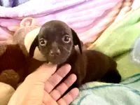 Chiweenie baby boy, a male Chihuahua and Miniature Dachshund for sale in Atascocita, TX – 1 of 6