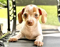 Friendly boy, a male Chihuahua and Miniature Dachshund for sale in Atascocita, TX – 2 of 4