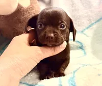 Chiweenie choco boy, a male Chihuahua and Miniature Dachshund for sale in Atascocita, TX – 2 of 7