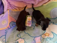 Chiweenie baby boy, a male Chihuahua and Miniature Dachshund for sale in Atascocita, TX – 6 of 6