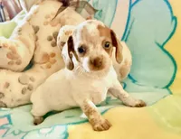 Friendly boy, a male Miniature Dachshund for sale in Atascocita, TX – 4 of 5