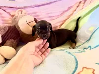 Chiweenie baby girl, a female Chihuahua and Miniature Dachshund for sale in Atascocita, TX – 4 of 6