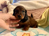 Red longcoat boy, a male Miniature Dachshund for sale in Atascocita, TX – 1 of 4