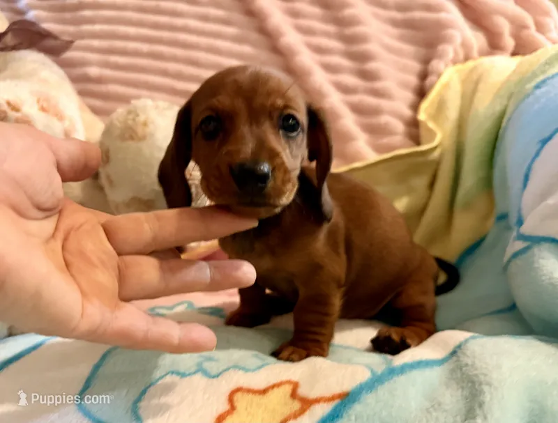 Red smooth coat girl – Miniature Dachshund puppy for sale in Atascocita, TX