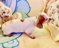 Friendly boy, a male Miniature Dachshund for sale in Atascocita, TX – 5 of 5