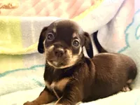 Chiweenie girl, a female Dachshund and Chihuahua for sale in Atascocita, TX – 4 of 7