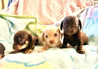 Chiweenie choco boy, a male Chihuahua and Miniature Dachshund for sale in Atascocita, TX – 6 of 7