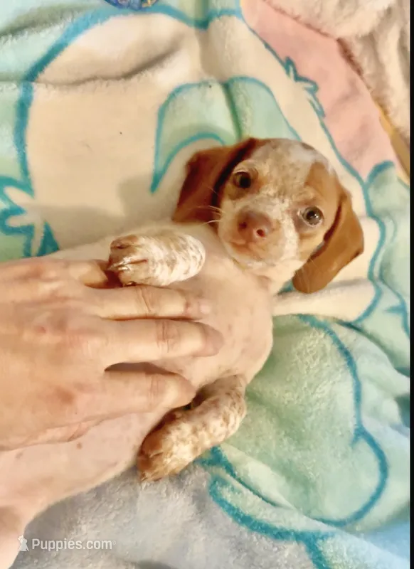 Friendly boy – Chihuahua, Miniature Dachshund puppy for sale in Atascocita, TX