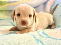 Chiweenie cream boy, a male Chihuahua and Miniature Dachshund for sale in Atascocita, TX – 3 of 7