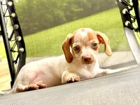 Friendly boy, a male Chihuahua and Miniature Dachshund for sale in Atascocita, TX – 3 of 4