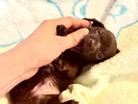 Chiweenie choco boy, a male Chihuahua and Miniature Dachshund for sale in Atascocita, TX – 5 of 7