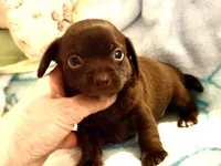 Chiweenie choco boy, a male Chihuahua and Miniature Dachshund for sale in Atascocita, TX – 3 of 7