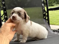 Sweet boy, a male Chihuahua and Miniature Dachshund for sale in Atascocita, TX – 3 of 4