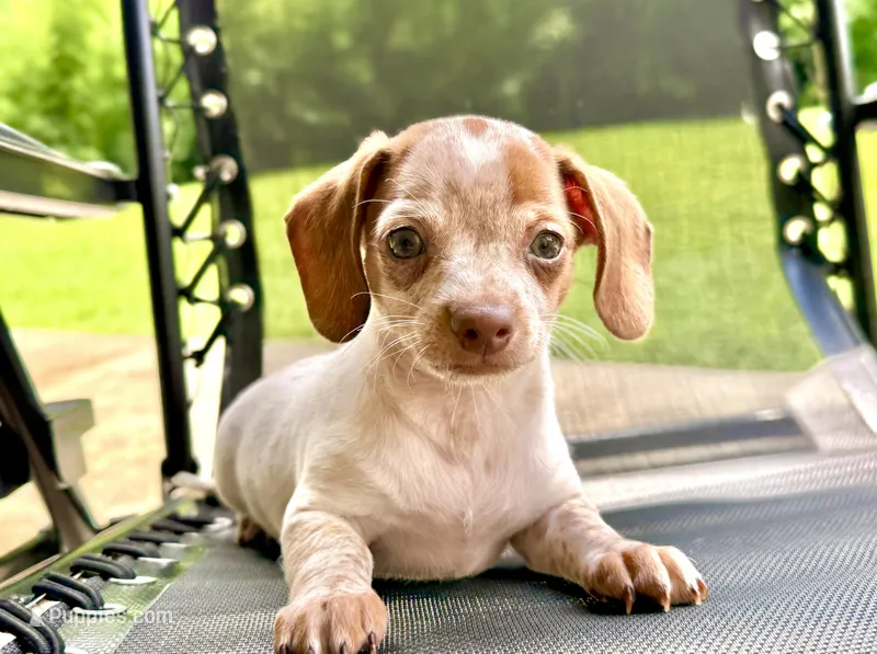 Friendly boy – Chihuahua, Miniature Dachshund puppy for sale in Atascocita, TX