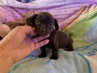 Chiweenie baby boy, a male Chihuahua and Miniature Dachshund for sale in Atascocita, TX – 4 of 6