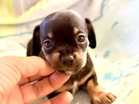Chiweenie girl, a female Dachshund and Chihuahua for sale in Atascocita, TX – 1 of 7