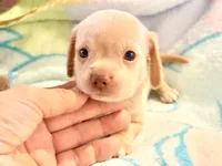 Chiweenie cream boy, a male Chihuahua and Miniature Dachshund for sale in Atascocita, TX – 2 of 7