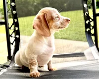 Friendly boy, a male Chihuahua and Miniature Dachshund for sale in Atascocita, TX – 4 of 4