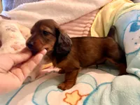 Red longcoat boy, a male Miniature Dachshund for sale in Atascocita, TX – 4 of 4