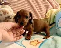 Red smooth coat girl, a female Miniature Dachshund for sale in Atascocita, TX – 3 of 3