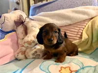Red longcoat boy, a male Miniature Dachshund for sale in Atascocita, TX – 2 of 4